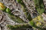 Cockspur pricklypear